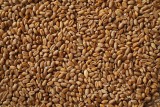 Ceny zbóż - ile kosztuje pszenica czy żyto w I poł. stycznia 2019 roku?