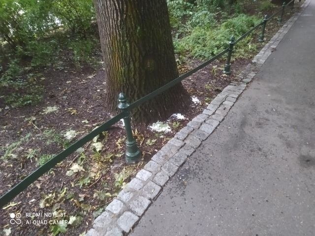 Kraków. Podsypują solą drzewa na Plantach Krakowskich
