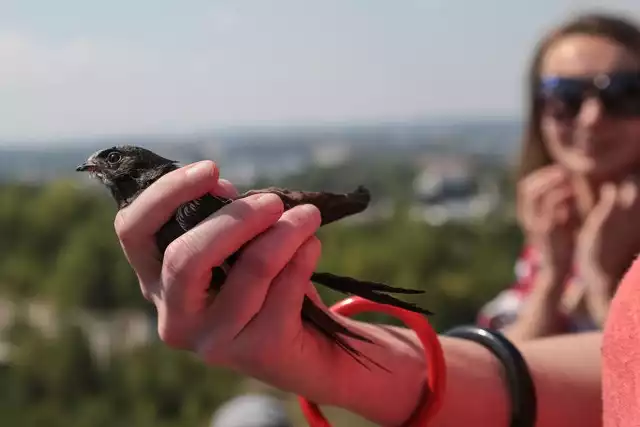 JerzykJerzyki – te niepozorne ptaki (często zresztą mylone z jaskółkami) są nieocenione w skutecznej walce z komarami. Tylko w ciągu doby jeden jerzyk zjada około 20 tysięcy owadów, w tym tych najbardziej dla nas dokuczliwych – komarów.