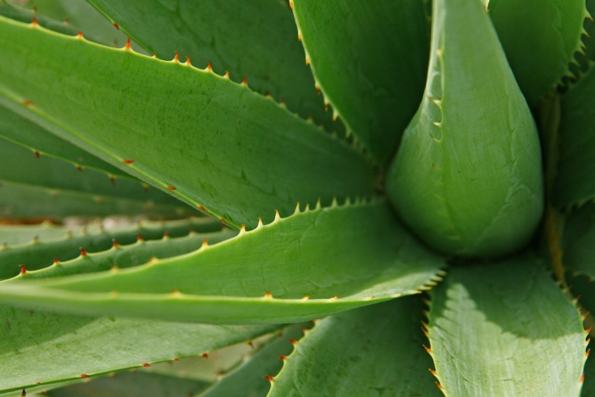 Aloes (Aloe vera): Aloes jest popularną rośliną doniczkową...