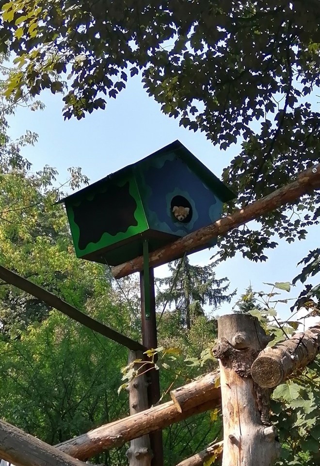 Pandy rude ze śląskiego zoo