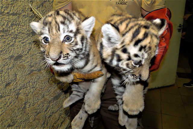Potomstwa doczekała się para 6 – letnich tygrysów Makar i Isla