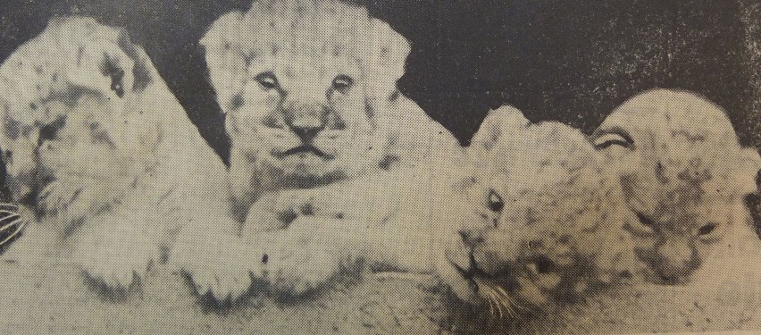 Lwie czworaczki z lipca 1965 roku. Niestety, aż trzy zdechły...