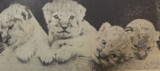 Dawniej to lwy były największą atrakcją ogrodu zoologicznego w Opolu