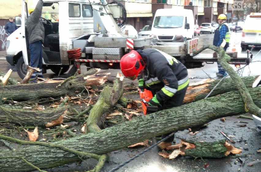 Wichura nad Szczecinem [4.03.2019 r.] Drzewa łamały się jak zapałki [WIDEO, ZDJĘCIA]