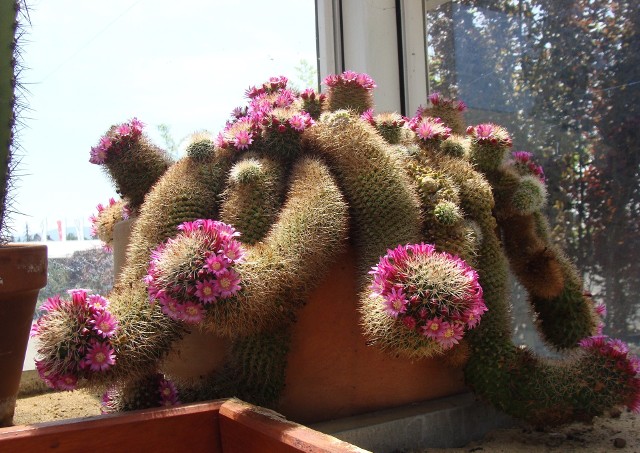 Dla tego, żeby kaktusy zakwitły, ważny jest okres odpoczynku, czyli zima w chłodzie i bez podlewania.
