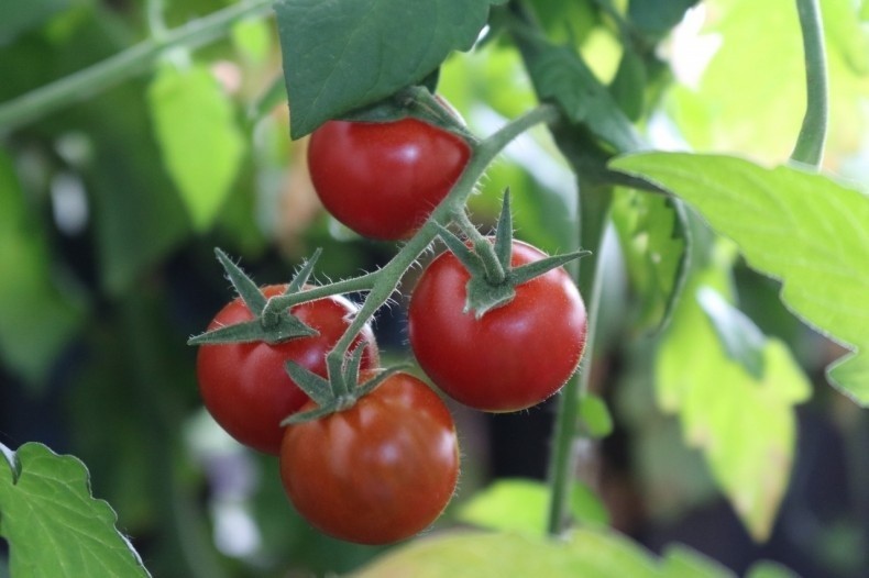Pomidory nie lubią moczenia liści - ani podczas podlewania,...
