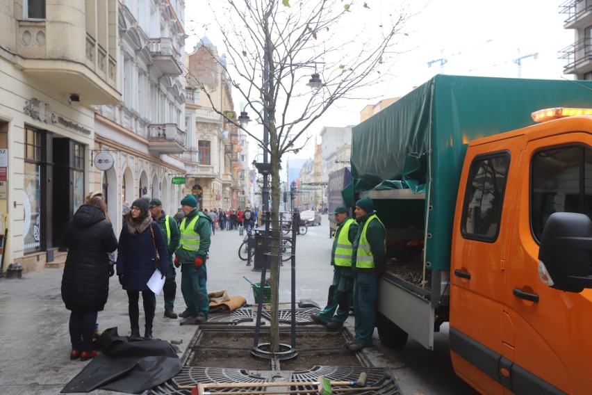 Okrywają platany na Piotrkowskiej, żeby nie zamarzły przez zimę