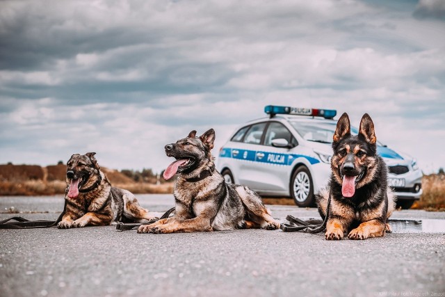Pies to najlepszy przyjaciel człowieka, ale także dzielny obrońca i pomocnik. 101 psów służy obecnie w wielkopolskiej policji. Są to psy patrolowe, patrolowo-tropiące, tropiące, do wyszukiwania zapachów zwłok, narkotyków, materiałów wybuchowych i te wykorzystywane do ratownictwa wodnego. - Jesteśmy aktualnymi mistrzami Polski psów służbowych w kategoriach psów patrolowo-tropiących i specjalnych. Każdy z naszych psów ma inny charakter, a za ich wyszkoleniem stoją przewodnicy psów służbowych. Razem pracują i opiekują się nim. Zapraszamy do obejrzenia zdjęć z naszymi czworonożnymi przyjaciółmi - mówi Dominika Pupkowska-Bral z zespołu prasowego  KWP w Poznaniu. Przejdź do kolejnego zdjęcia --->