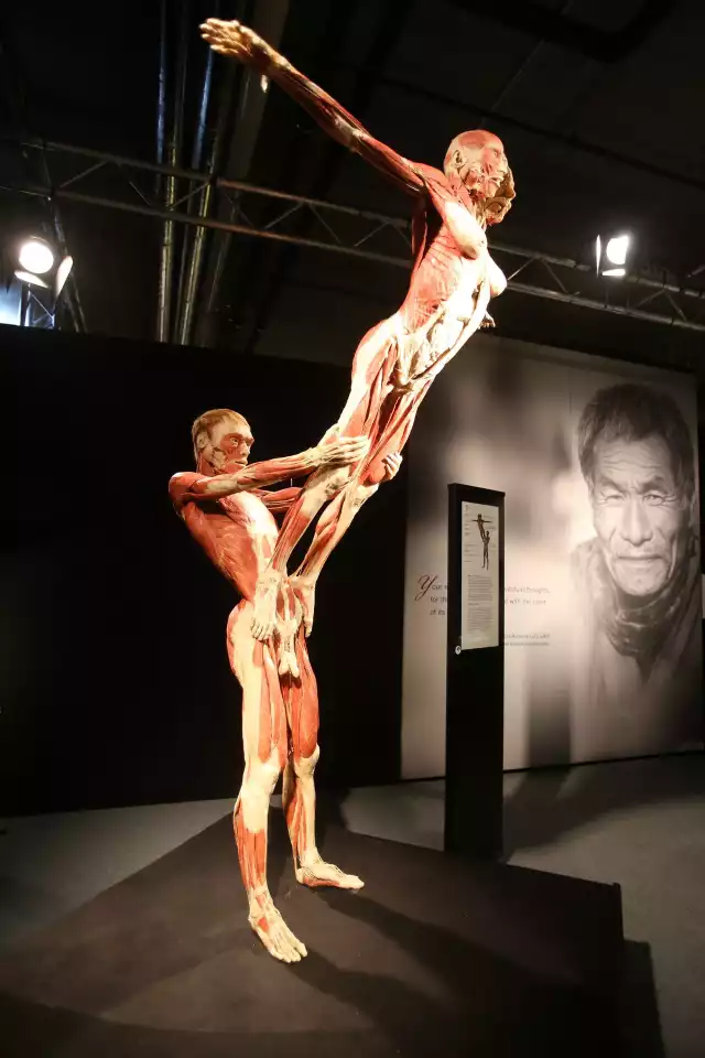 Objazdowa wystawa ludzkich ciał „Body Worlds” autorstwa dr. Gunthera von Hagensa w Katowicach