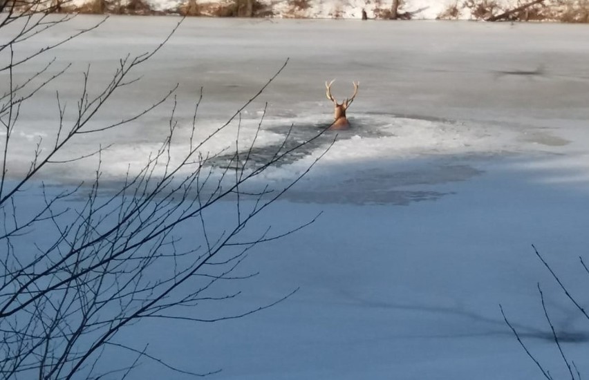 Strażacy uratowali jelenia. Lód załamał się pod zwierzęciem,...