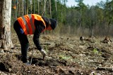 W całym regionie ruszyło wiosenne sadzenie drzew. W Nadleśnictwie Supraśl pojawiły się tysiące sadzonek brzozy, świerku i sosny