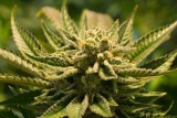 Nielegalna plantacja marihuany i produkcja metamfetaminy. Prokuratura Krajowa w Rzeszowie skierowała akt oskarżenia