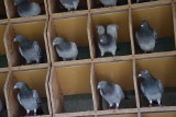 9 lat więzienia za kradzieże cennych gołębi. Mariusz H. usłyszał wyrok
