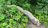 Wylinka węża w krzakach w Gdańsku Brzeźnie. Jeden z mieszkańców odkrył niepokojące znalezisko