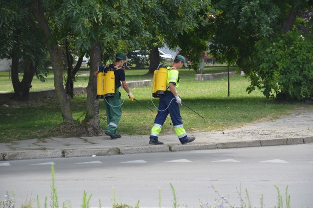 Na chodnikach w Stalowej Woli pracownicy polewają środkiem chemicznym chwasty rosnące w szczelinach, co je likwiduje