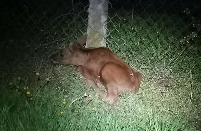 Jeden z młodych łosi kompletnie stracił orientację, odłączył się od matki i mógł zginąć przy ruchliwej drodze.