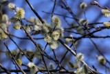 Sól wokół nagrobków na bydgoskich cmentarzach. - Nie ma chyba gorszego sposobu na chwasty - mówi ogrodnik. Jak zadbać o rośliny?