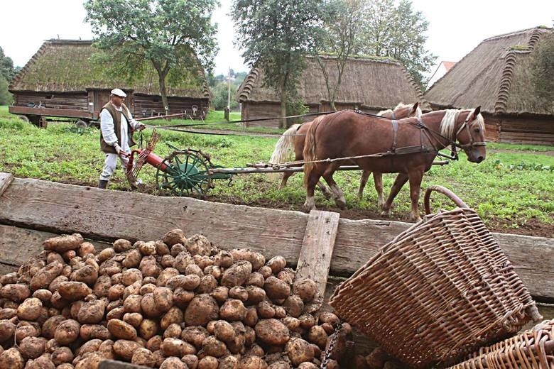 Jak kiedyś zbierano ziemniaki. Wykopki na dawnej wsi (ZDJĘCIA)                    