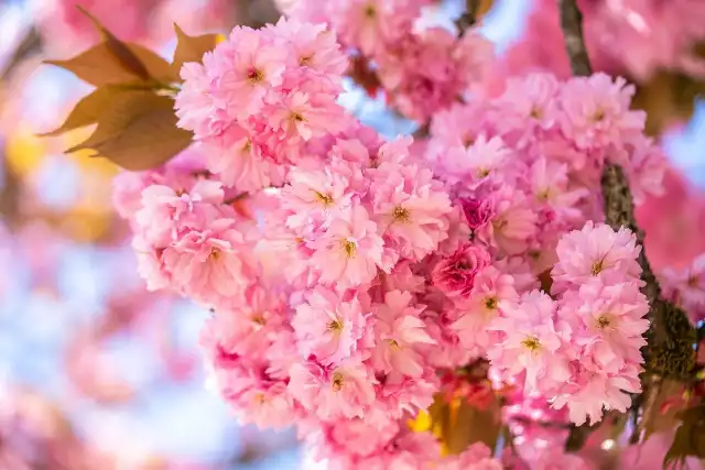 W kwietniu rozkwita wiele roślin, a spora ich część ma różowe lub fioletowe kwiaty.