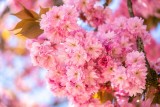 Co kwitnie w kwietniu na różowo i fioletowo? Zobacz 17 roślin, które ozdobią ogród
