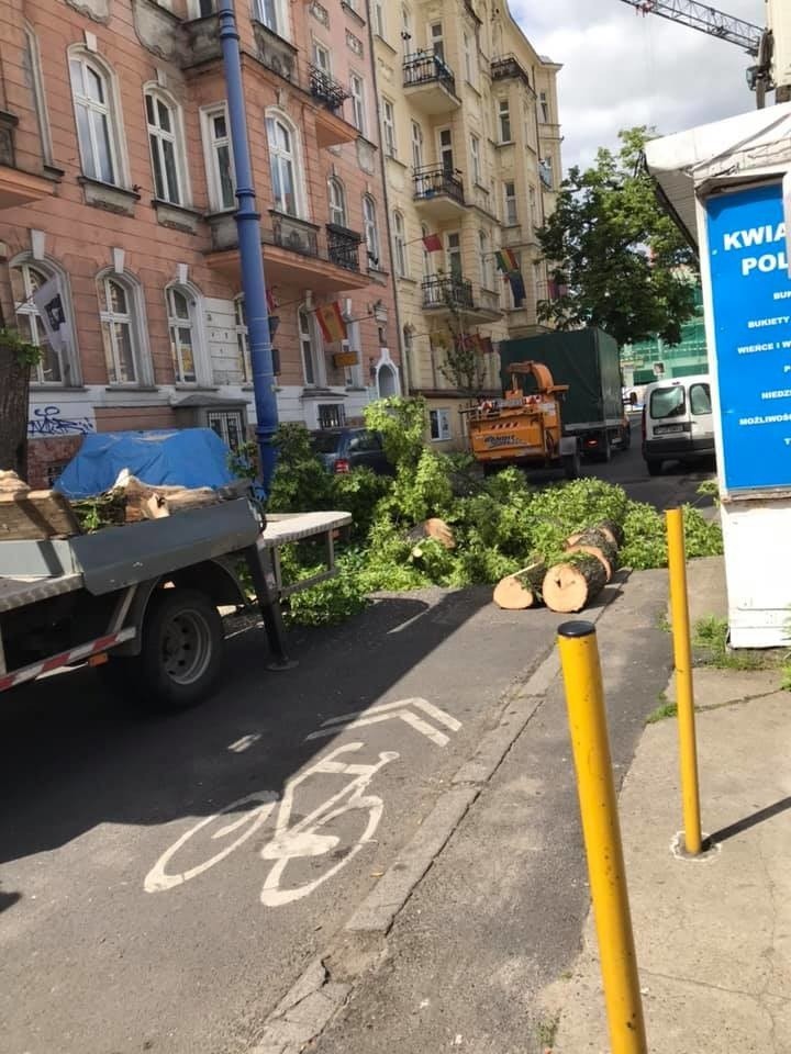 Radni ze Starego Miasta ubolewają, że kolejne drzewo w ich...