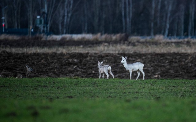 Biała sarna na terenie między powiatem tarnowskim a dębickim widywana jest od kilku lat. Teraz ma młode, które również jest albinosem. Na zdjęciach uwiecznił je Adrian Janiga.