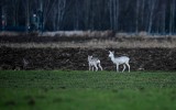 Sarny albinosy żyją w okolicach Tarnowa! Niezwykłe zwierzę doczekało się potomstwa! Tak wyglądają na zdjęciach Adriana Janigi