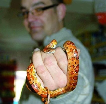 To wąż zbożowy, podobny do węża królewskiego, który napędził strachu. To właściciel okazał się potworem &#8211; mówi R. Piotrowski