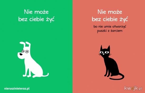 Memy o psach i kotach, czyli śmieszne zwierzaki! Żyć jak pies z kotem, każdy to zna! MEMY 16.05.2024