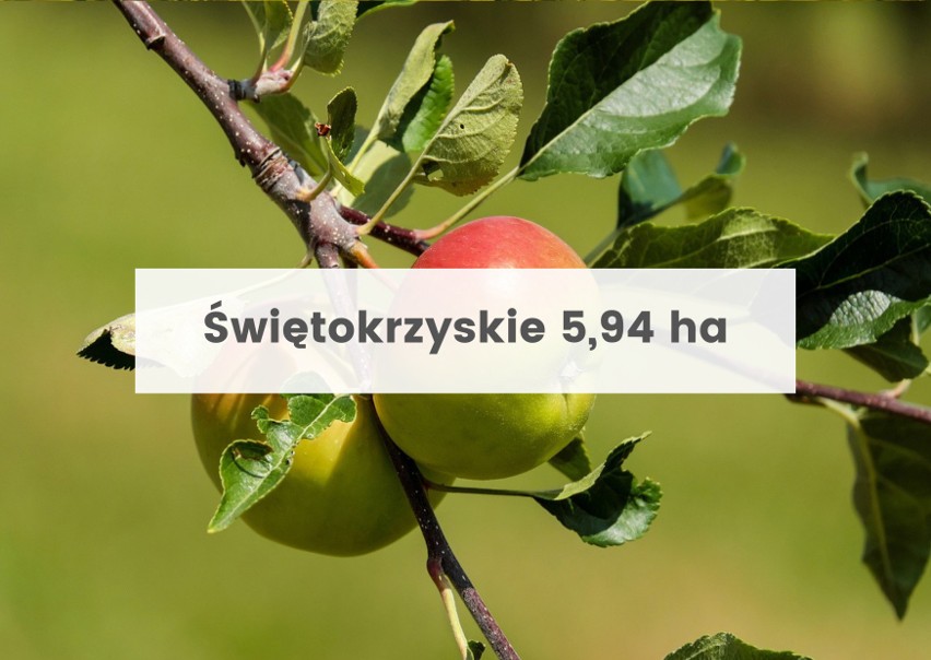 Średnia powierzchnia polskich gospodarstw jest zróżnicowana. Najmniejsze są w Małopolsce [ranking]