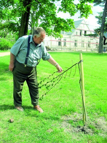 - Liczymy, że policja złapie wandali, którzy niszczą drzewa - mówi Sylwester Duchciński, który opiekuje się parkiem. W tle remontowany budynek pałacu w Turznie.