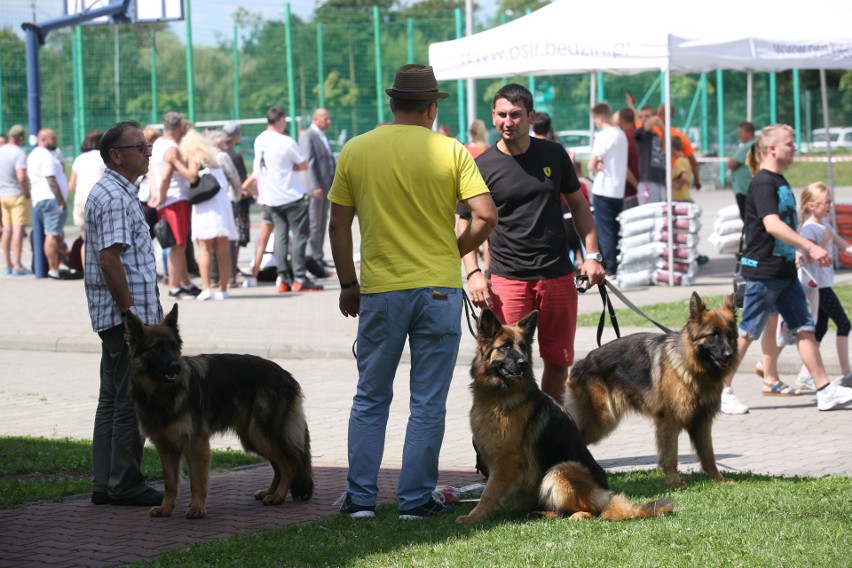 Wystawa psów rasowych w Będzinie ZDJĘCIA