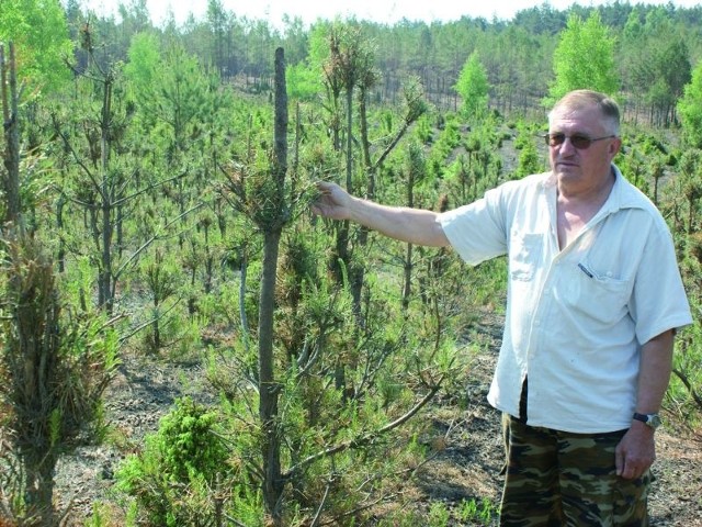 Jeden z pozwów złożył Mirosław Kobeszko z gm. Goniądz, którego las został doszczętnie zniszczony przez łosie