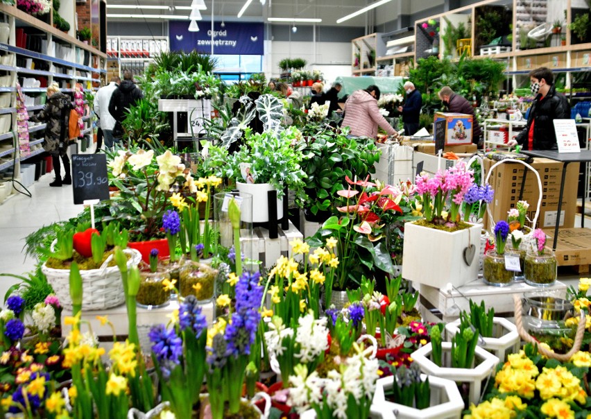 Piękne kwiaty w hipermarkecie Leroy Merlin w Radomiu! Zobacz galerię zdjęć  | Echo Dnia Radomskie