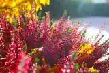 Takie są najlepsze kwiaty na jesień na balkon. Zobacz, czym pięknie ozdobisz taras. Te kwiaty przetrwają chłodniejsze dni  14.11.2023
