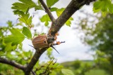 Chrabąszcze majowe już widoczne, szkodzą lasom i ogrodom