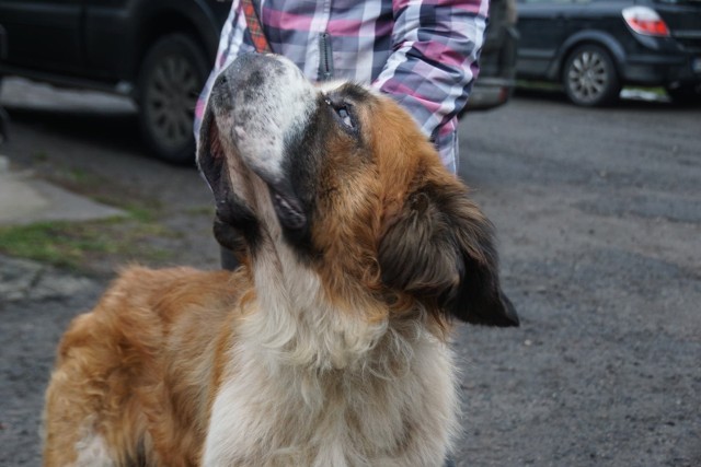 Bekon - pies, który stracił nos i został pozostawiony na śmierć, szuka dobrego domu