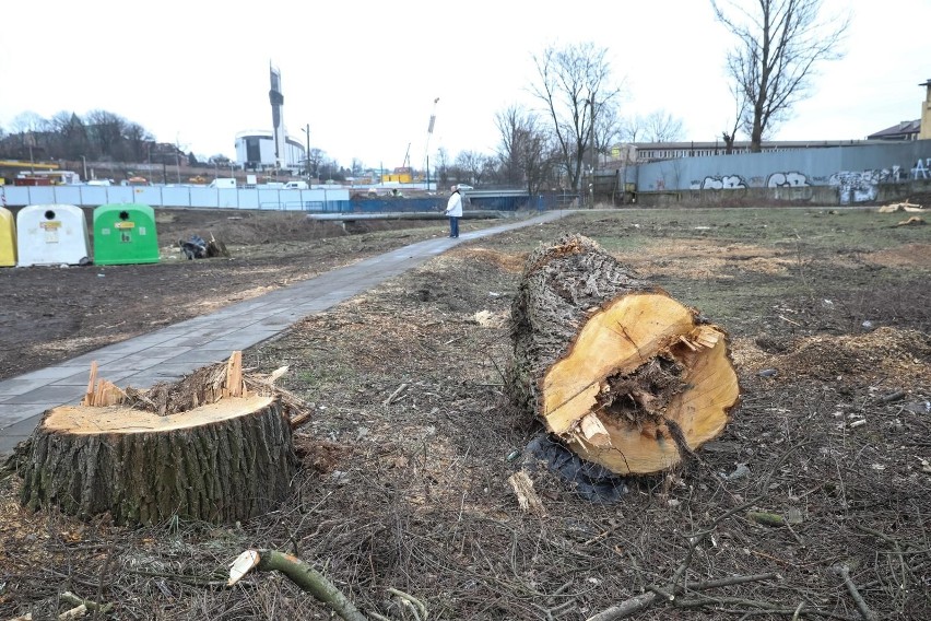 Wycięcie niektórych drzew nie wymaga zgłaszania do urzędu
