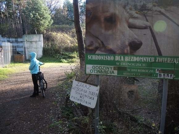 W tym roku  w schronisku przeprowadzono piętnaście adopcji psów i sześć kotów