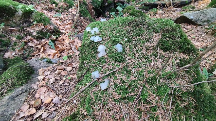 Galaretka w polskich lasach. Czy to grzyb? A może żywy organizm? Prawdziwa zagadka dla leśników
