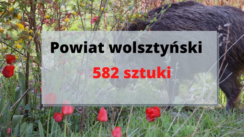 25 166 dzików to liczba dzików w Wielkopolsce przeznaczona...