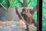 Rząd planuje wykorzystywać orangutany w dyplomacji z krajami importującymi olej palmowy
