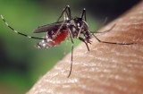 Szukasz skutecznych sposobów na komary? Te owady nie znoszą zapachu kilku roślin, na liście np. bodziszek cuchnący