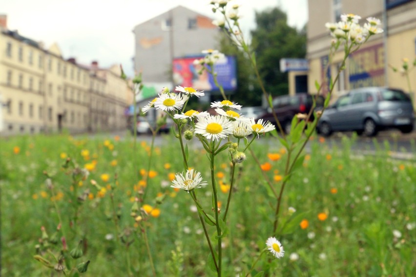Będzie bardziej kolorowo. Kwietne łąki wyrosną w Lublinie
