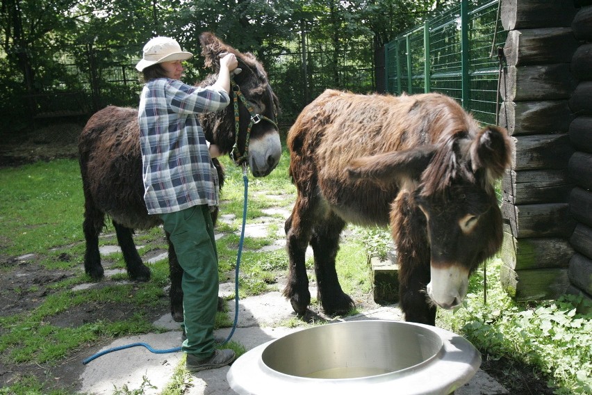 Śląski Ogród Zoologiczny od kuchni