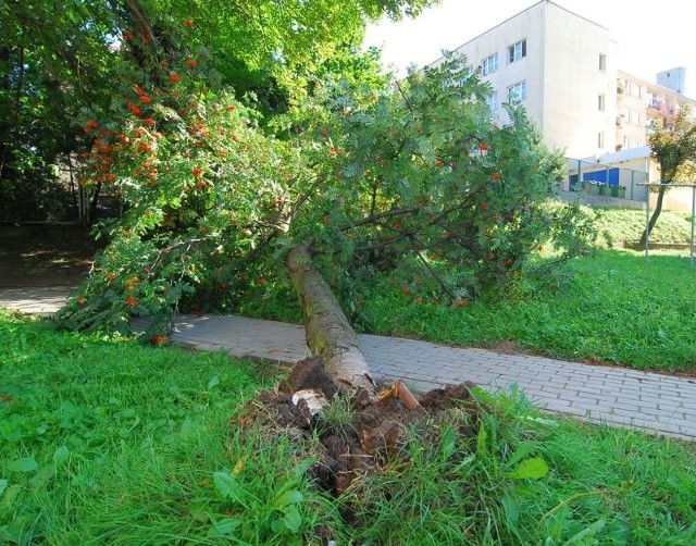 Przewrócona z korzeniami jarzębina między blokami przy ulicy Mickiewicza.