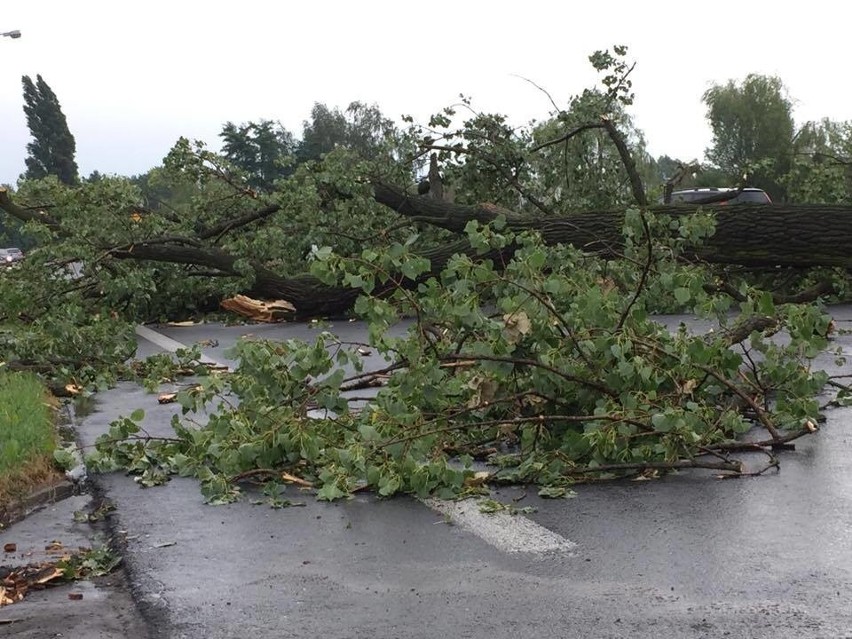 Burza w Łodzi. Nawałnica nad Łodzią. Powalone drzewa, gałęzie na drogach, zalane ulice [ZDJĘCIA]