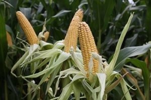 Plony kukurydzy w tym roku będą dobre