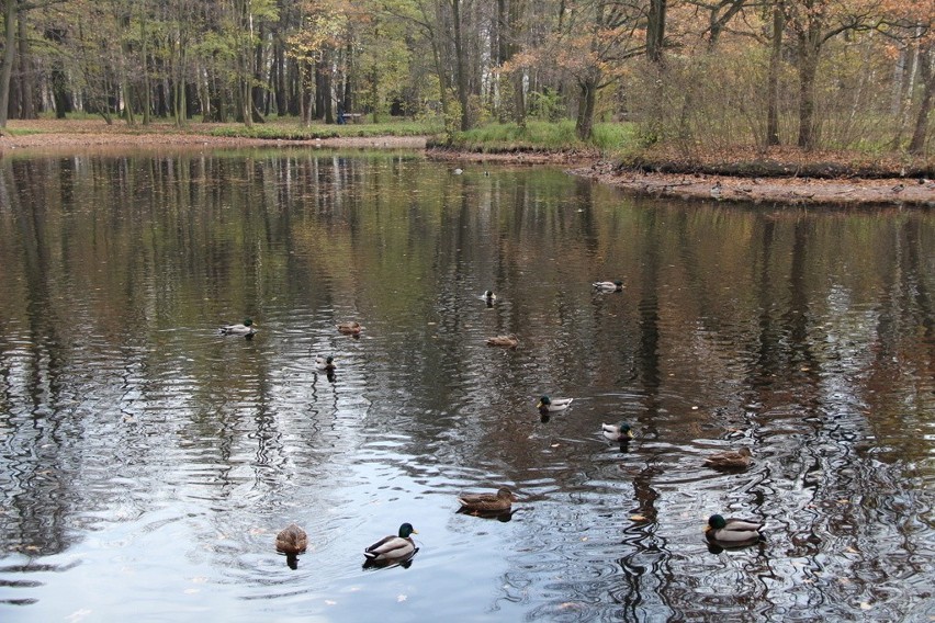 Tak wygląda park Zielona w jesiennych barwach